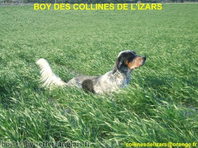 Setter Anglais BOY DES COLLINES DE L'IZARS
